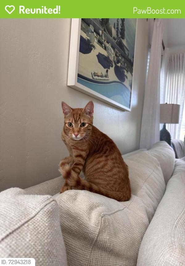 Reunited Male Cat last seen Sandcastle, Encinitas, CA 92007