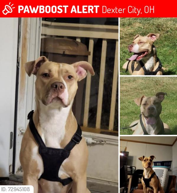 Lost Female Dog last seen Dexter City Church , Dexter City, OH 45727