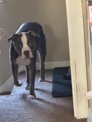 Reunited Male Dog last seen Glastonbury near kendall, Detroit, MI 48223