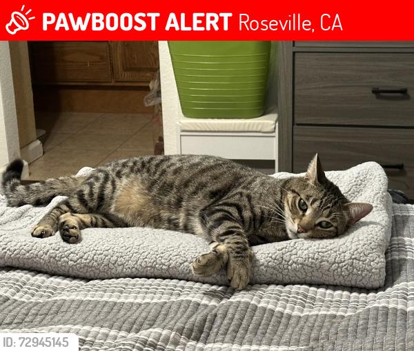 Lost Male Cat last seen Sierra College Blvd , Roseville, CA 95661