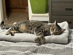 Lost Male Cat last seen Sierra College Blvd , Roseville, CA 95661