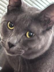 Lost Male Cat last seen In the neighborhood , Rowland Heights, CA 91748