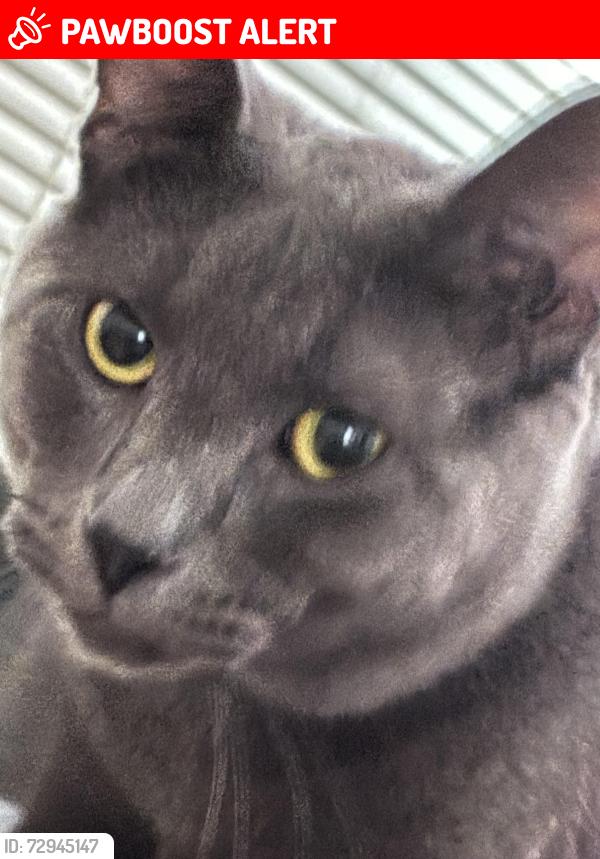 Lost Male Cat last seen In the neighborhood , Rowland Heights, CA 91748