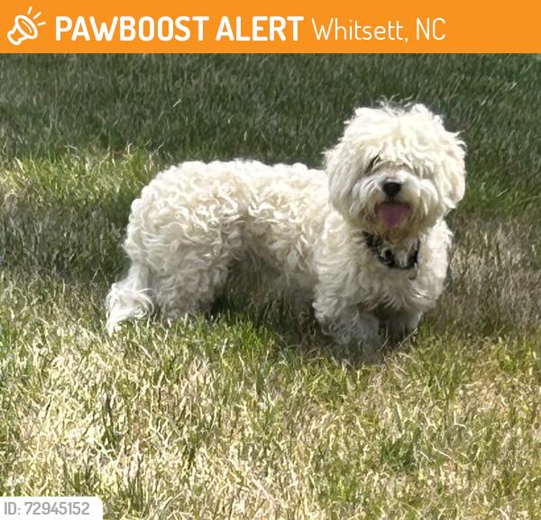 Found/Stray Male Dog last seen Mt. Hope Church Road, Whitsett, NC 27377