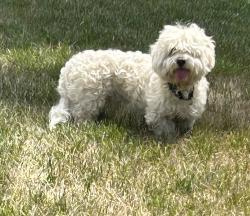 Found/Stray Male Dog last seen Mt. Hope Church Road, Whitsett, NC 27377