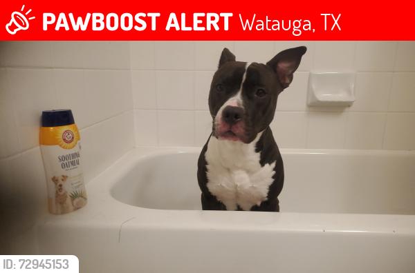 Lost Male Dog last seen Dream lane and Skylark , Watauga, TX 76148