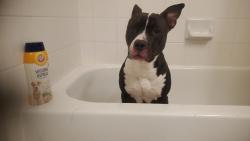 Lost Male Dog last seen Dream lane and Skylark , Watauga, TX 76148