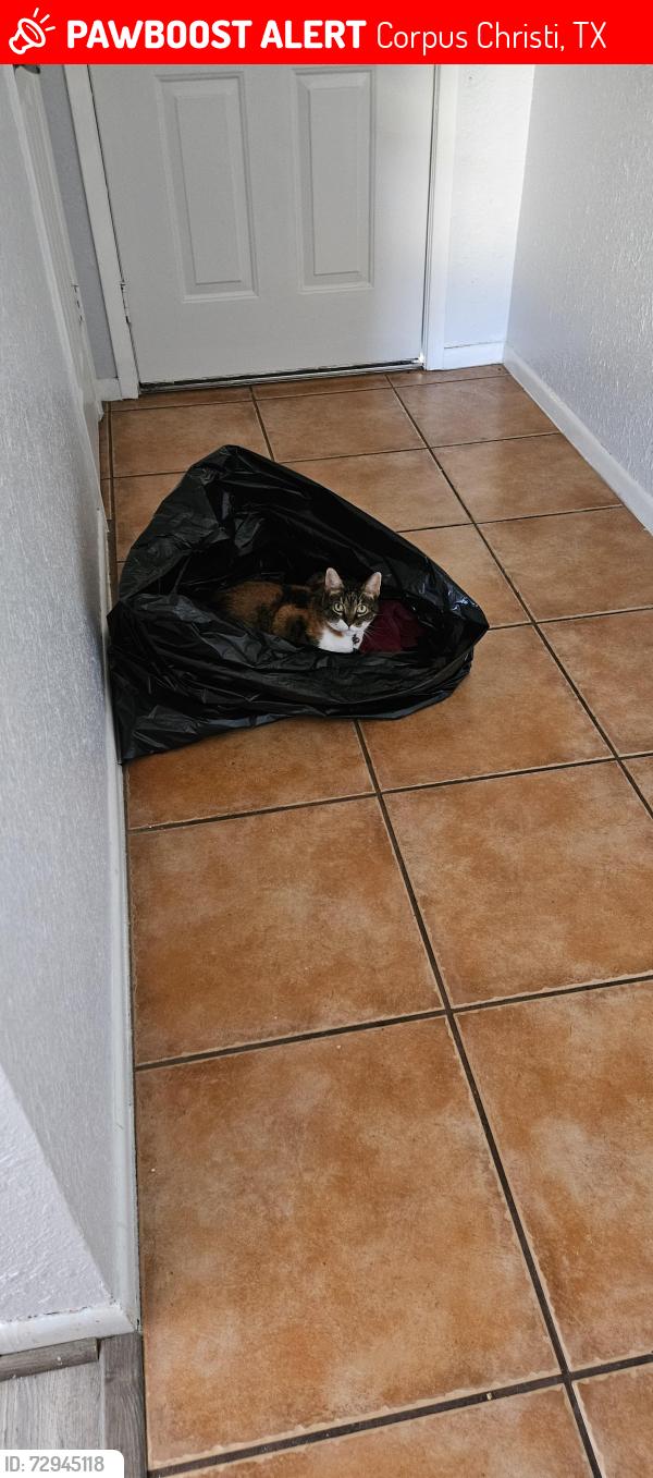 Lost Female Cat last seen Turtle Cove ,Raven st. Flour Bluff, Corpus Christi, TX 78418