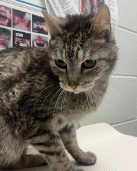 Shelter Stray Male Cat last seen Near E St, Golden, CO, 80401, Golden, CO 80401