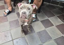 Shelter Stray Female Dog last seen Near 8th Avenue, NEW YORK, NY, 10039, New York, NY 10029