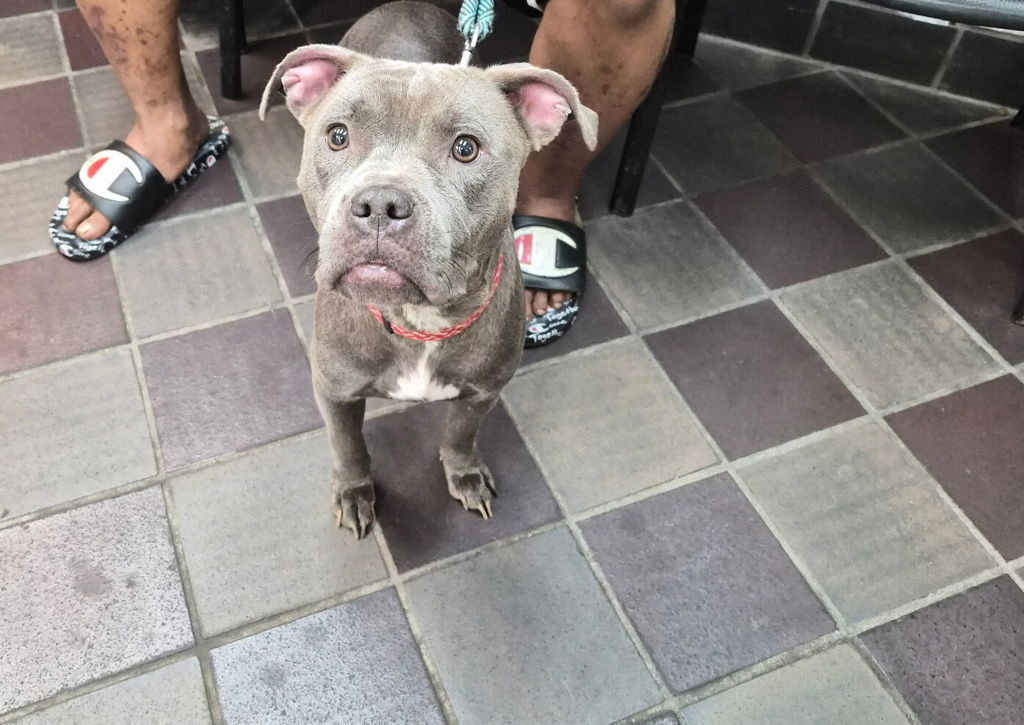 Shelter Stray Female Dog last seen Near 8th Avenue, NEW YORK, NY, 10039, New York, NY 10029