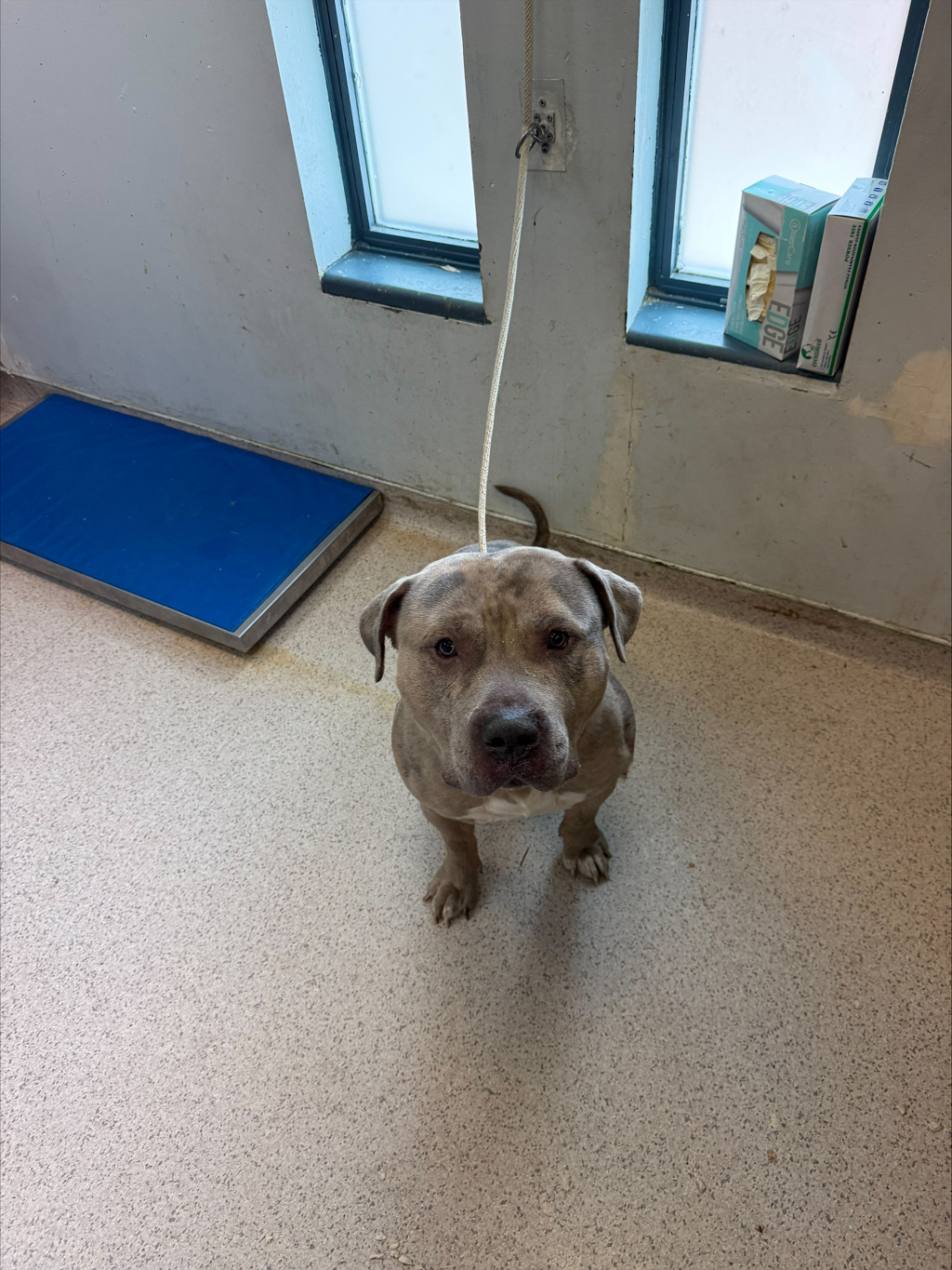 Shelter Stray Male Dog last seen Apt 3A,10 Richman Plaza, BRONX, NY, 10453, New York, NY 10029