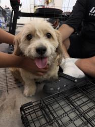 Reunited Unknown Dog last seen Novak and Centennial, Las Vegas, NV 89115