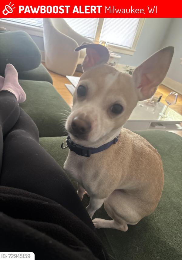 Lost Male Dog last seen Brady street, Milwaukee, WI 53211