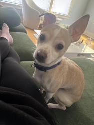 Lost Male Dog last seen Brady street, Milwaukee, WI 53211