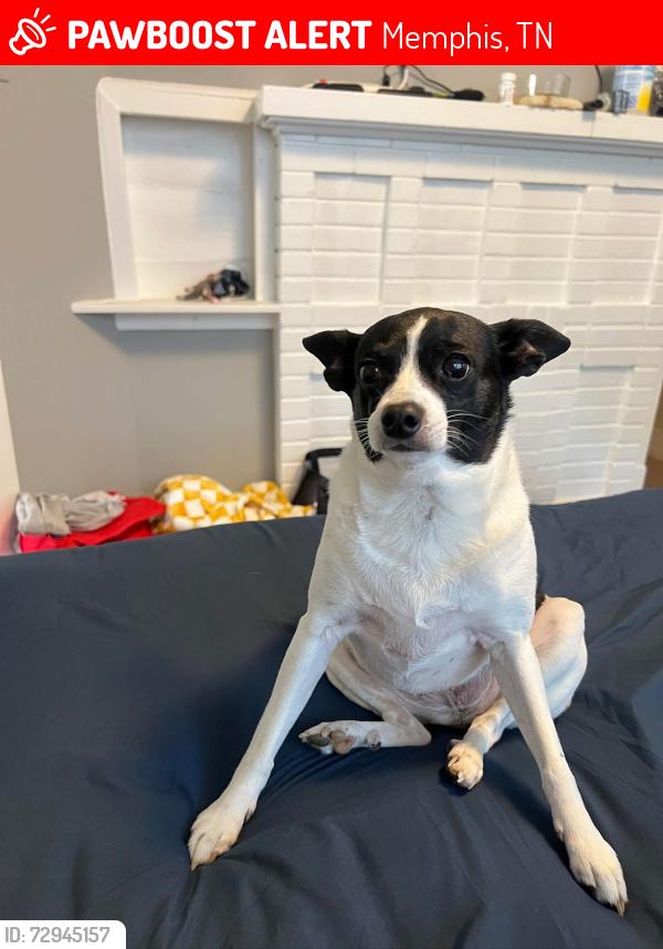 Lost Female Dog last seen Tutwiler and Watkins , Memphis, TN 38107