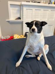 Lost Female Dog last seen Tutwiler and Watkins , Memphis, TN 38107