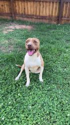 Reunited Female Dog last seen Arnold Road, Davidson County, NC 27295