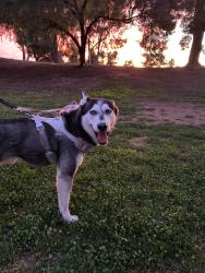 Reunited Male Dog last seen Park avenue and Irvington , Tucson, AZ 85706