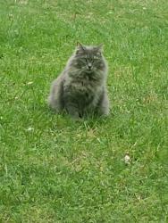 Lost Female Cat last seen Crowder Rd and Wiggington Rd, Tallahassee, FL 32303