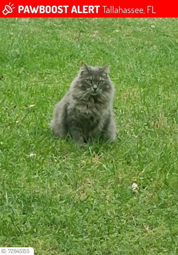 Lost Female Cat last seen Crowder Rd and Wiggington Rd, Tallahassee, FL 32303