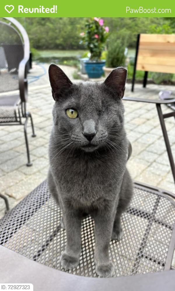 Reunited Male Cat last seen Vicinity of Wall High School area, Wall Township, NJ 07719