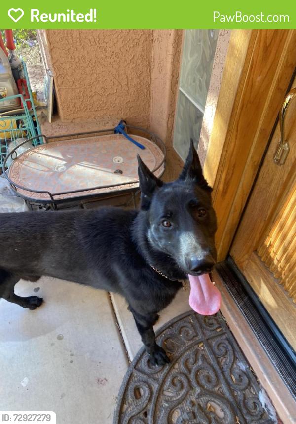 Reunited Male Dog last seen 93rd Ave and Happy Valley Road , Peoria, AZ 85383