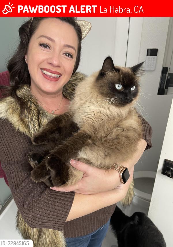Lost Male Cat last seen Arbolita Elementary , La Habra, CA 90631