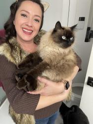 Lost Male Cat last seen Arbolita Elementary , La Habra, CA 90631