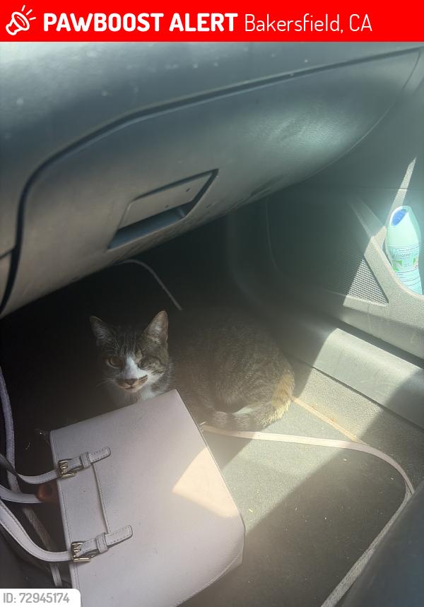 Lost Female Cat last seen Hosking berkshire, Bakersfield, CA 93307