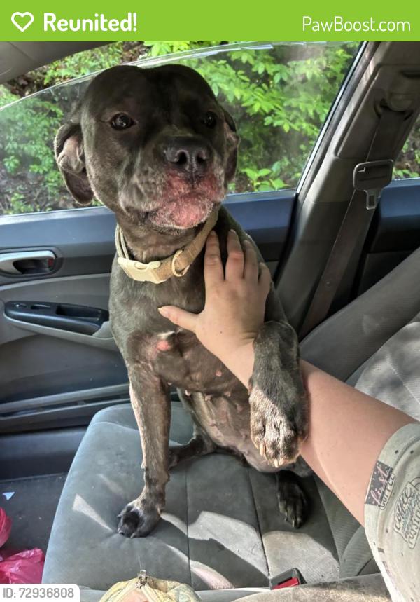 Reunited Female Dog last seen Matrimony road, Rockingham County, NC 27288