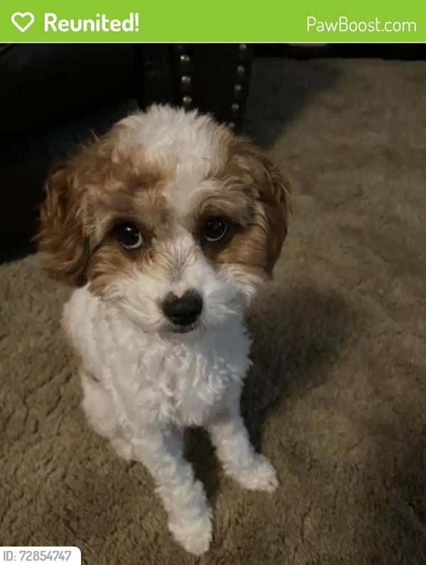 Reunited Female Dog last seen Palm and Bullard near Bullard High School, Fresno, CA 93704