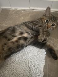 Lost Female Cat last seen S Page Valley rd & Forest rd, Luray, VA 22835
