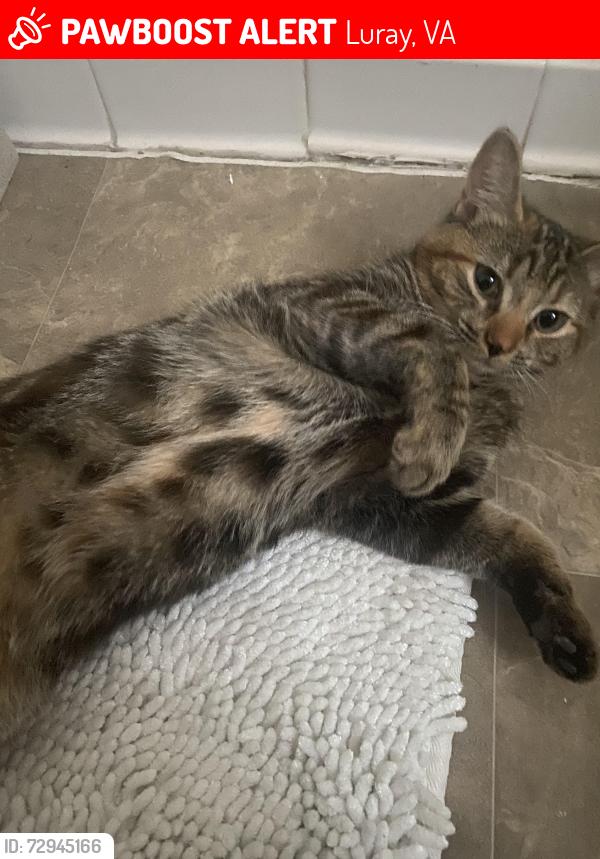 Lost Female Cat last seen S Page Valley rd & Forest rd, Luray, VA 22835