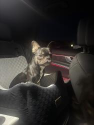 Lost Female Dog last seen By wallen park, Rio Rancho, NM 87124