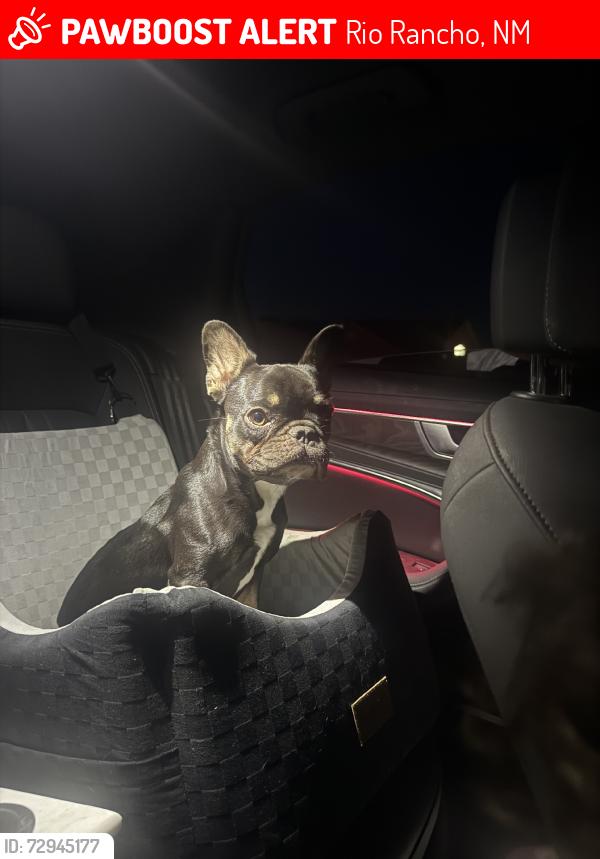 Lost Female Dog last seen By wallen park, Rio Rancho, NM 87124