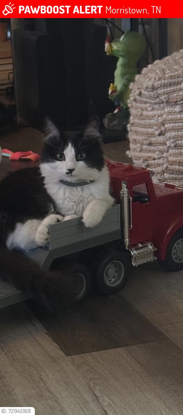 Lost Female Cat last seen Penske Truck Parking lot, Morristown, TN 37813