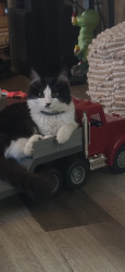 Lost Female Cat last seen Penske Truck Parking lot, Morristown, TN 37813