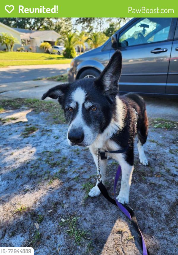 Reunited Male Dog last seen Imperial ests , Titusville, FL 32780