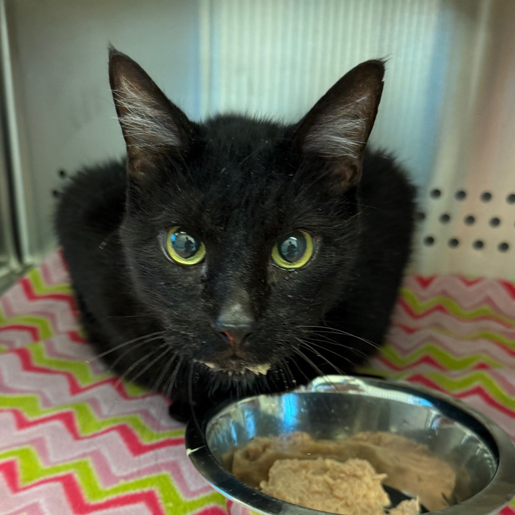 Shelter Stray Unknown Cat last seen , Norman, OK 73072