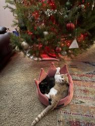Lost Male Cat last seen Elementary rd and Keene , Richland, WA 99352