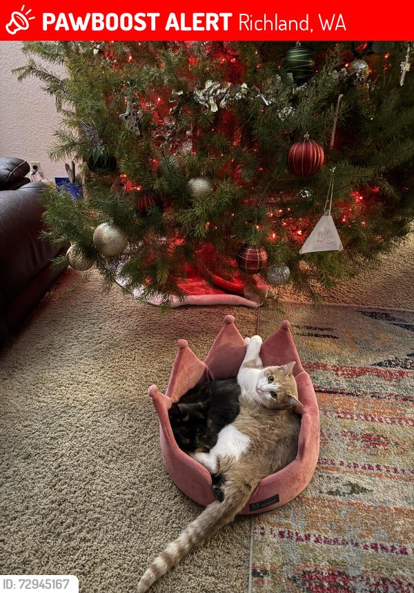 Lost Male Cat last seen Elementary rd and Keene , Richland, WA 99352