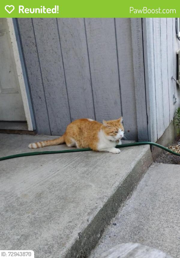 Reunited Male Cat last seen University Avenue and Sunset Drive, Forest Grove, OR 97116