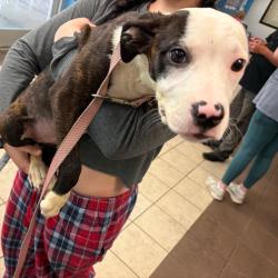Shelter Stray Female Dog last seen , Columbus, GA 31907