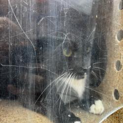 Shelter Stray Male Cat last seen , Philadelphia, PA 19140