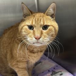 Shelter Stray Male Cat last seen , Matteson, IL 60443