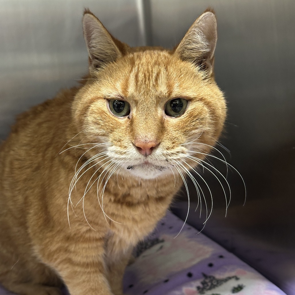 Shelter Stray Male Cat last seen , Matteson, IL 60443