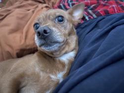 Lost Female Dog last seen Park avenue and Irvington , Tucson, AZ 85706