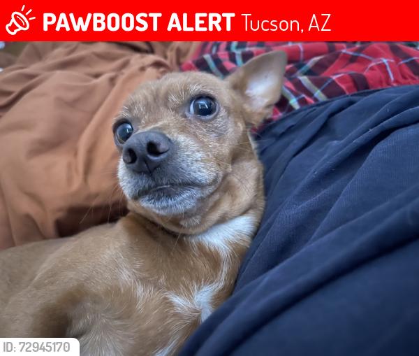 Lost Female Dog last seen Park avenue and Irvington , Tucson, AZ 85706