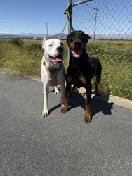 Reunited Female Dog last seen Main Street , Oakley, CA 94561